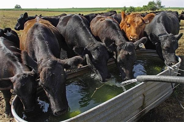 Aveți grijă de animale pe timp de vară. Vezi cum se îngrijesc acestea