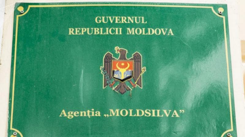 „Moldsilva” este în căutare de director