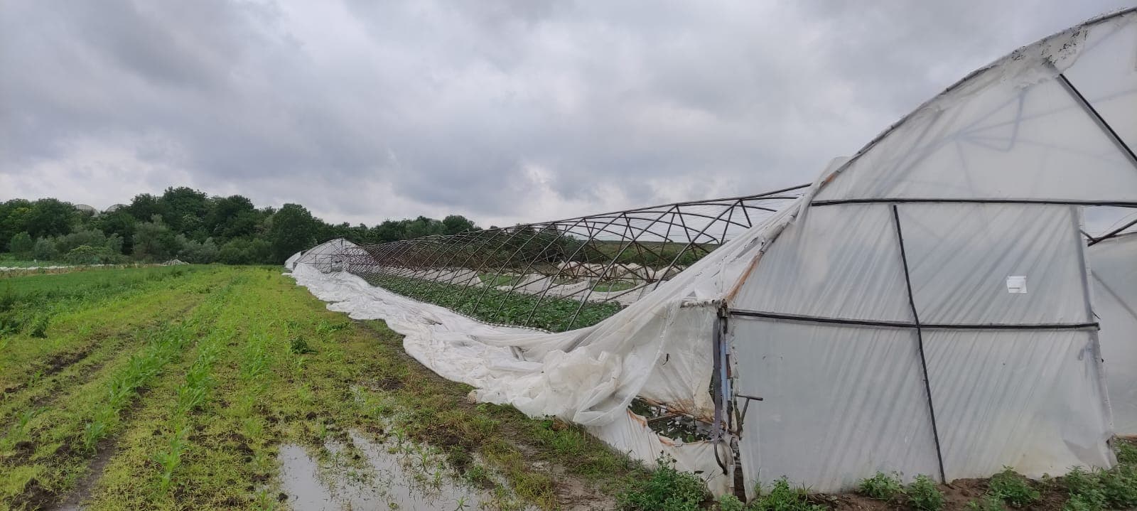 În urma ploilor cu grindină din seara de joi, a avut de suferit agricultura
