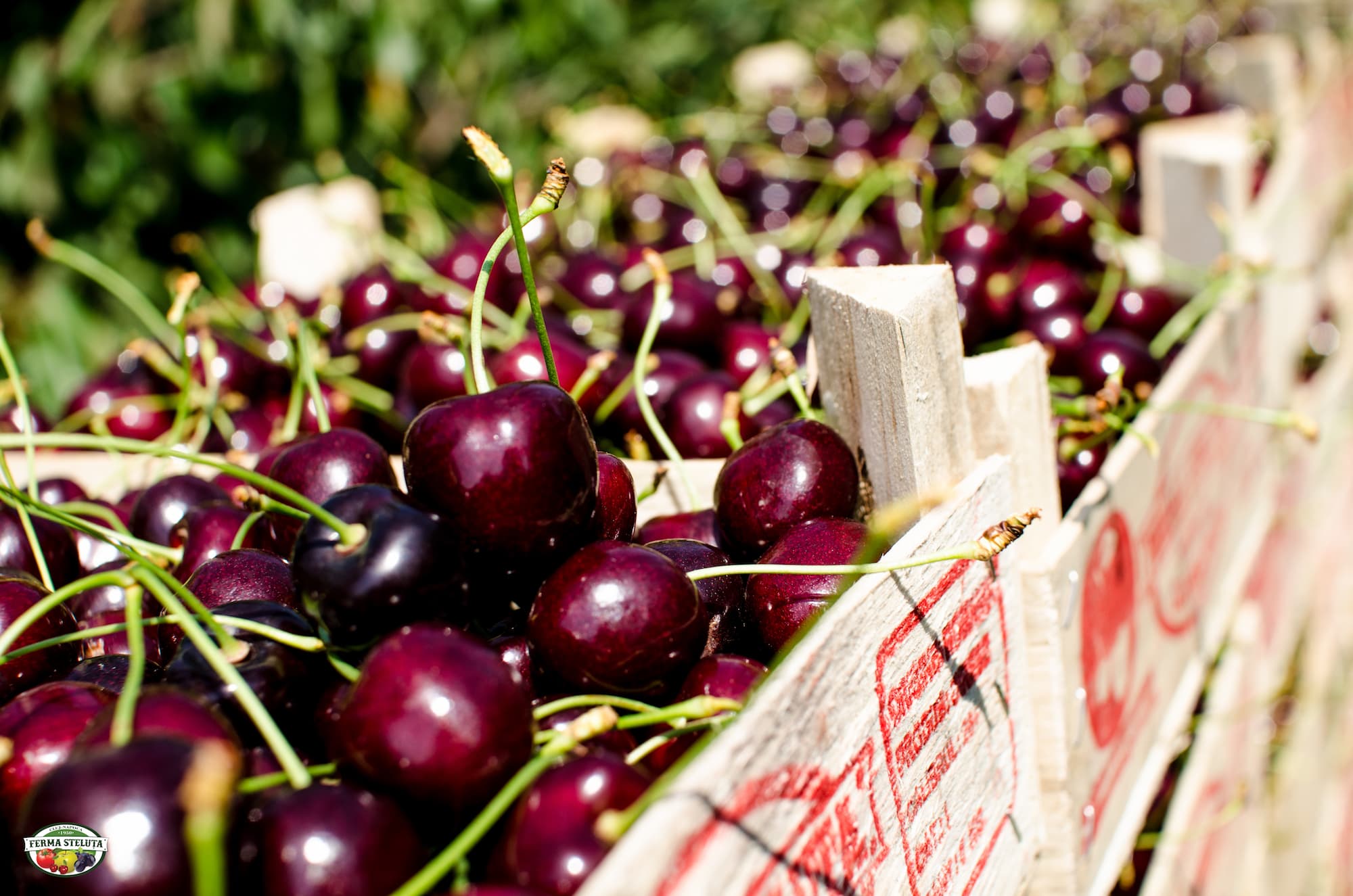 Producătorii de fructe trebuie să-și facă stocuri de lăzi din timp