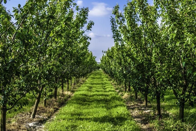 Starea fitosanitară în plantațiile multianuale, se înrăutățește