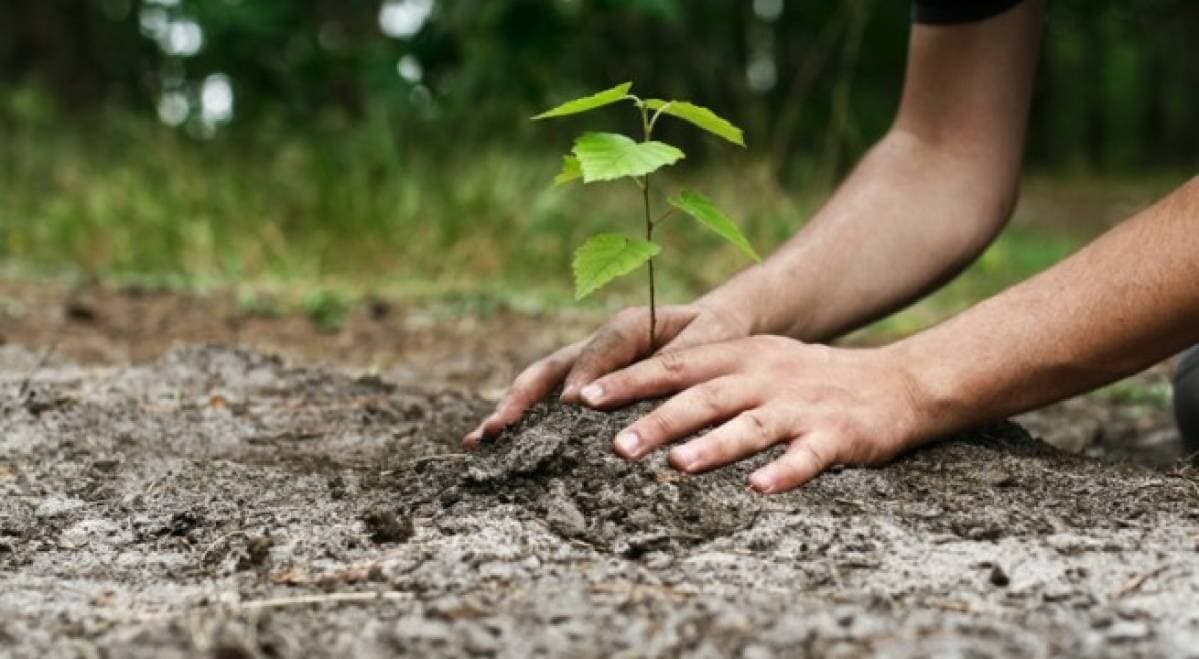 Doar cu planuri, fără bani, nu plantezi păduri