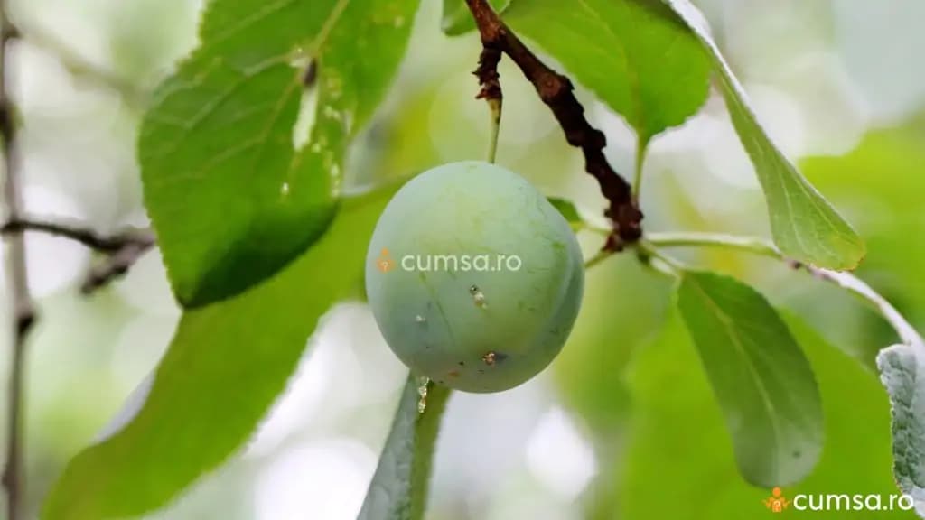 Prune cu clei. Cum să tratezi și să previi această problemă