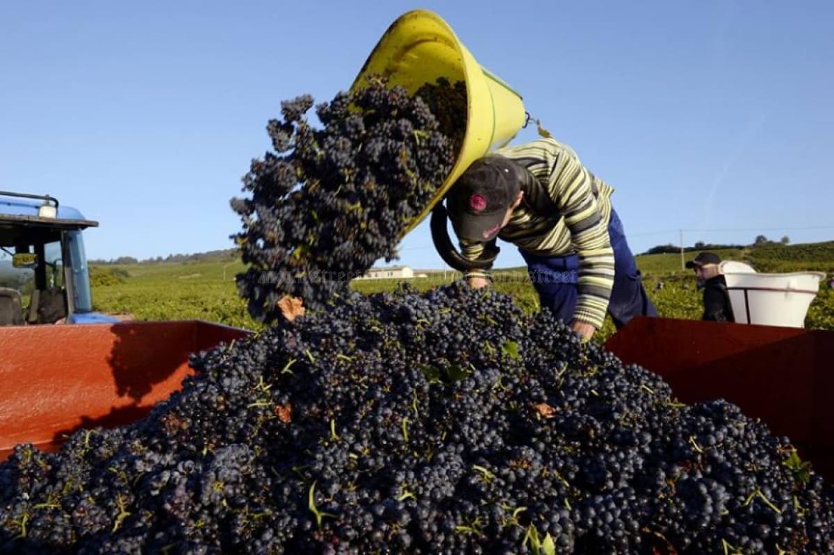 Care sunt problemele viticultorilor din Găgăuzia