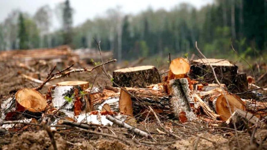 Defrișări ilicite la Dondușeni. Au fost tăiați peste 90 de arbori