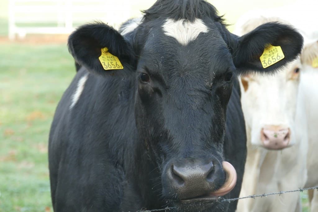 România vrea să devină lider zootehnic în UE: Planul ministrului agriculturii pentru relansarea sectorului bovin