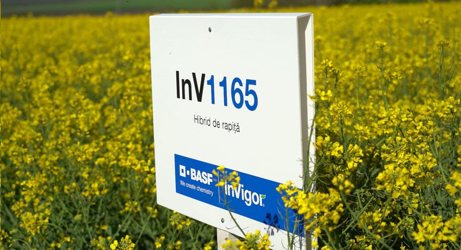 Hibrizii BASF de rapiță InVigor - o investiție inteligentă în agricultură