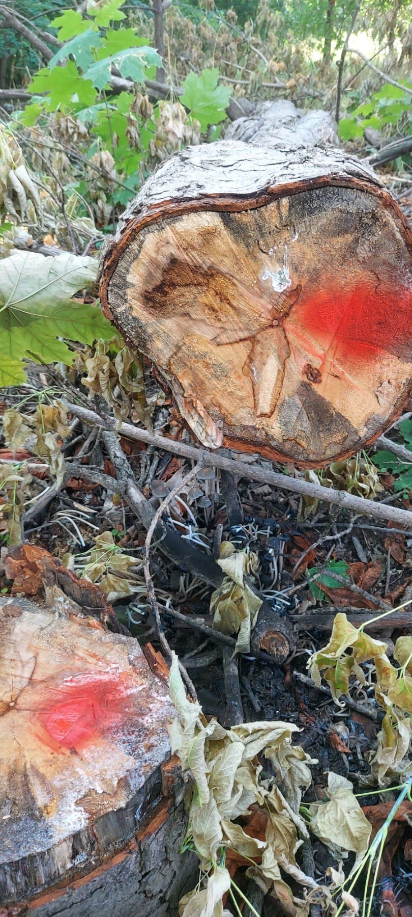 Defrișări ilegale în raionul Leova. Ce amendă vor plăti făptașii?