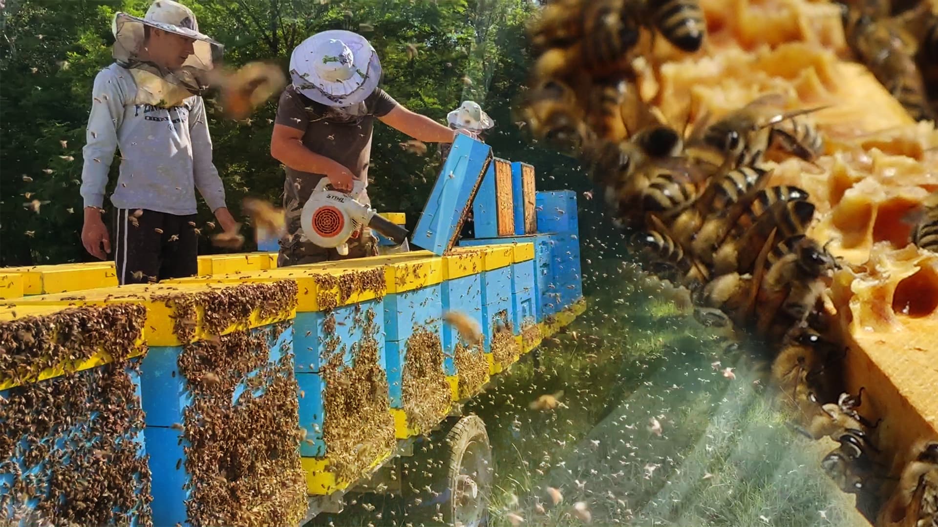 Din cauza secetei, apicultorii au pierderi de milioane