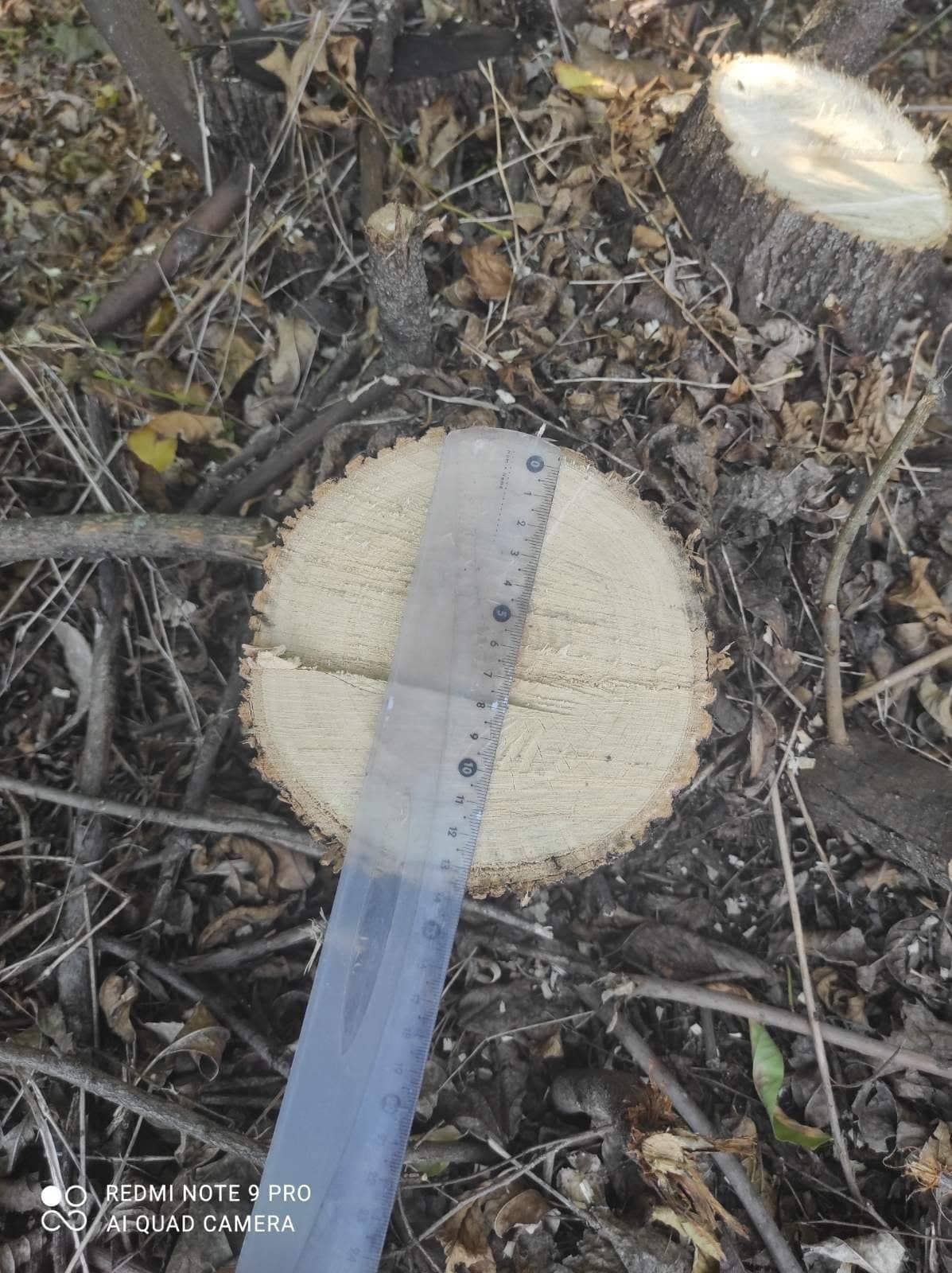 FOTO / Peste 100 de arbori, defrișați ilegal