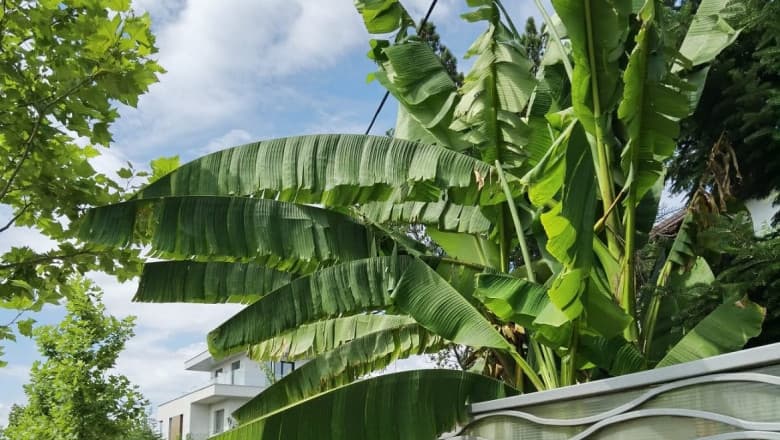 India își propune să exporte în Europa banane de un miliard de euro