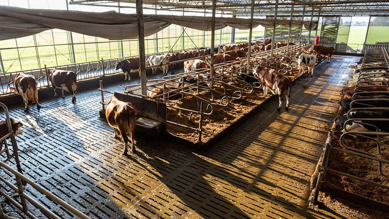 Olanda plătește fermierilor miliarde de euro pentru a renunța la animale