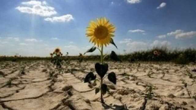 La sud, seceta a compromis 70% din recolta de floarea-soarelui