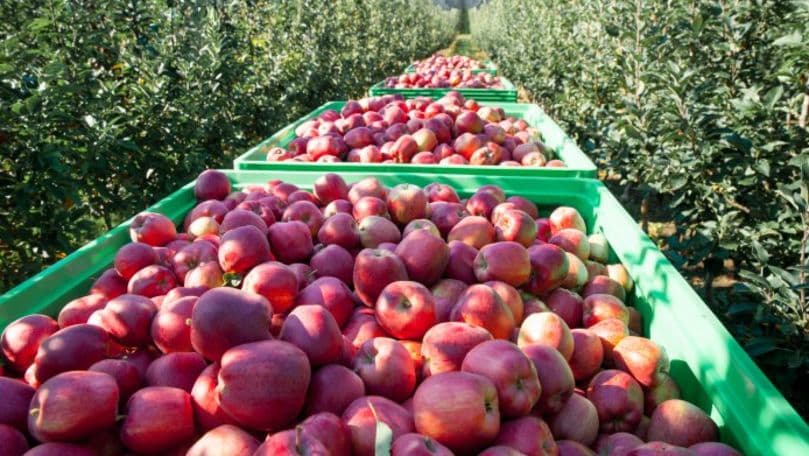 Strategii de dezvoltare a sectorului de fructe pentru anii 2023-2025