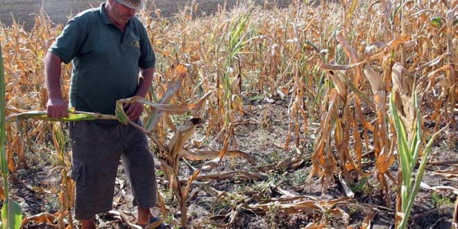 FAO: Moldova s-ar putea confrunta cu o criză în sectorul agricol