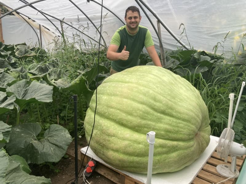 FOTO / Dovleac de circa 600 de kilograme