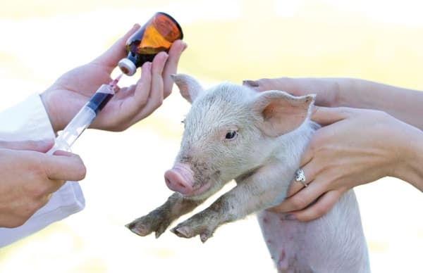 Antibioticile pentru animale vor fi comercializate în baza prescripției