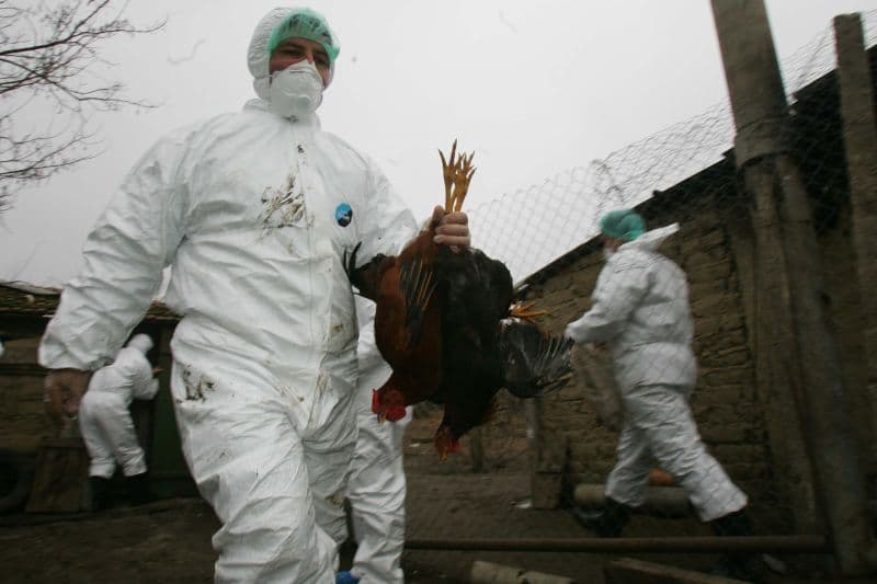 Experții recomandă vaccinarea împotriva gripei aviare