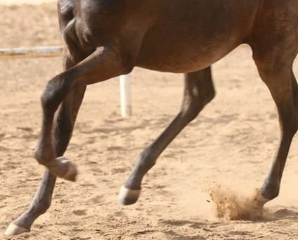 S-au furat doi cai, iar stăpânii acestora oferă 500 euro recompensă
