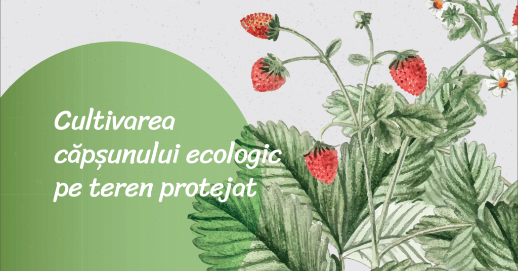 Cum să obții o recoltă bună de căpșuni în mod ecologic