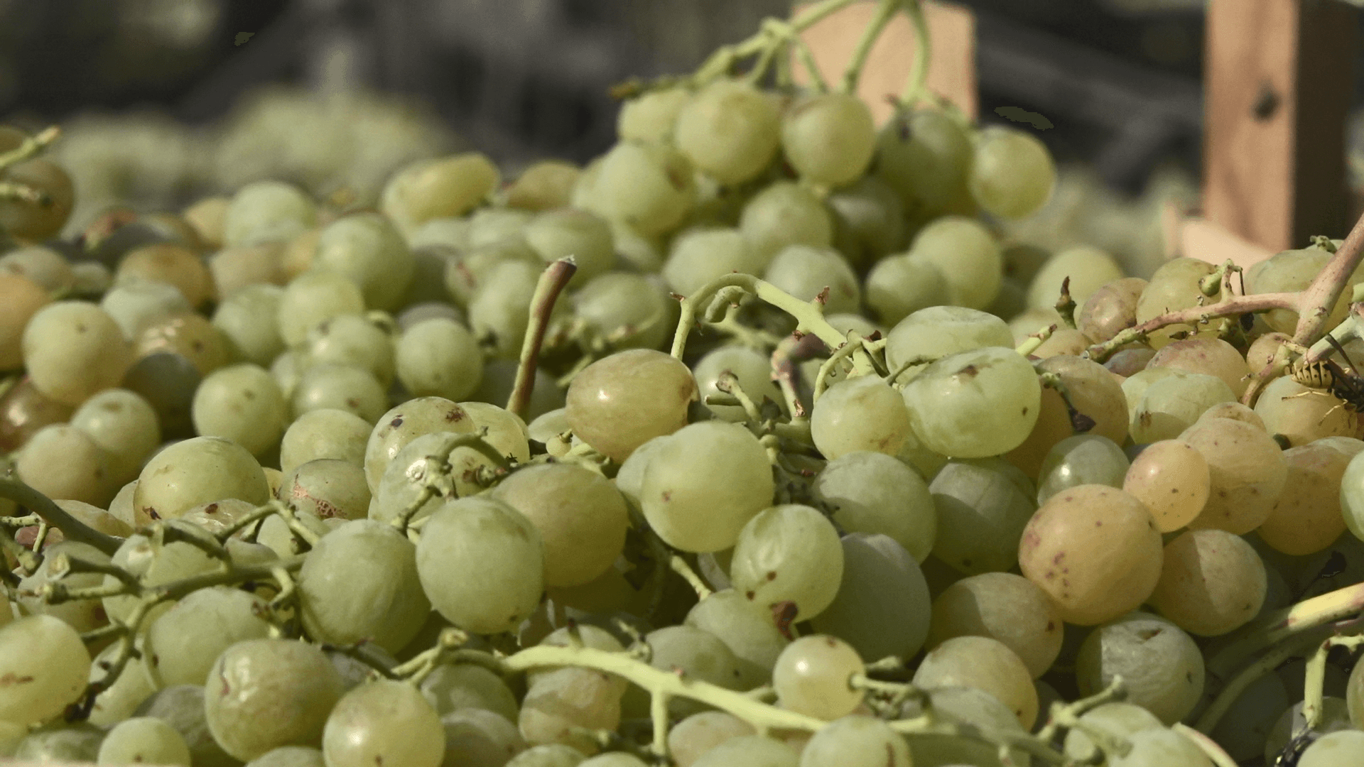 Un iarmaroc pentru viticultori. Unde se află și care sunt prețurile(?)