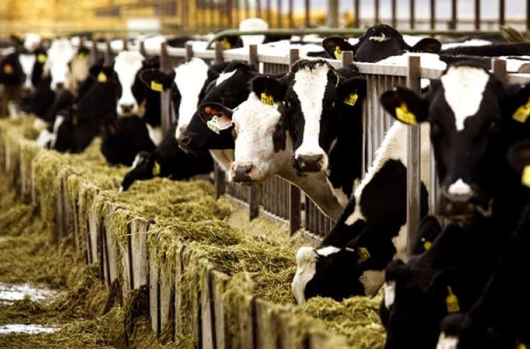 Aproximativ 3000 de gospodării vor primi hrană pentru animale