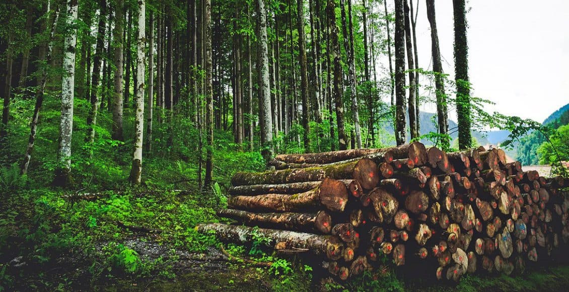 Industria americană a hârtiei cere UE să faciliteze exporturile din SUA prin relaxarea regulilor privind defrișarea