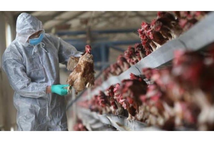 Un nou caz de gripă aviară, la Telenești