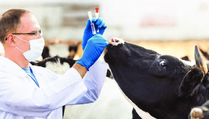 Moldova se confruntă cu o criză acută de medici veterinari – deficitul ajunge la 300 de specialiști