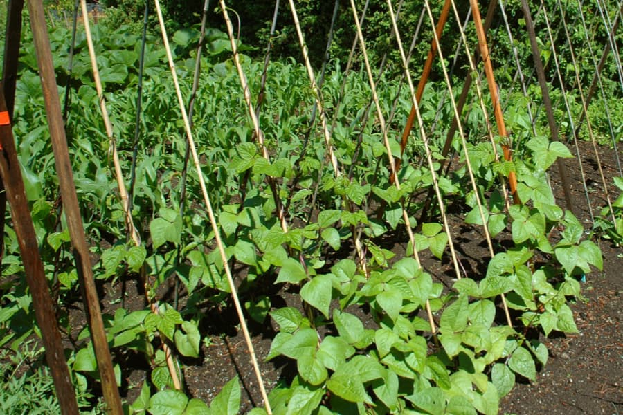 Nu puteți planta aceste 7 plante după cartofi în anul următor