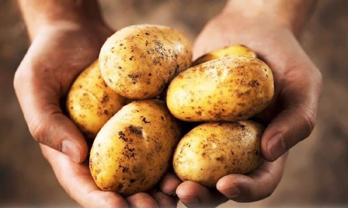 Criza cartofilor din Ucraina: Deficit de producție, creșteri de prețuri și provocări pe piață