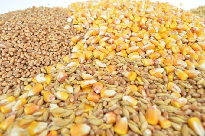 Prețul grâului și a porumbului, în continuă scădere