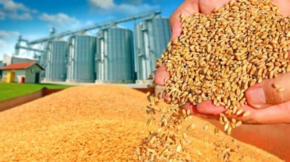 Cotaţia grâului la bursa de cereale, a scăzut cu aproape 2,7 la sută