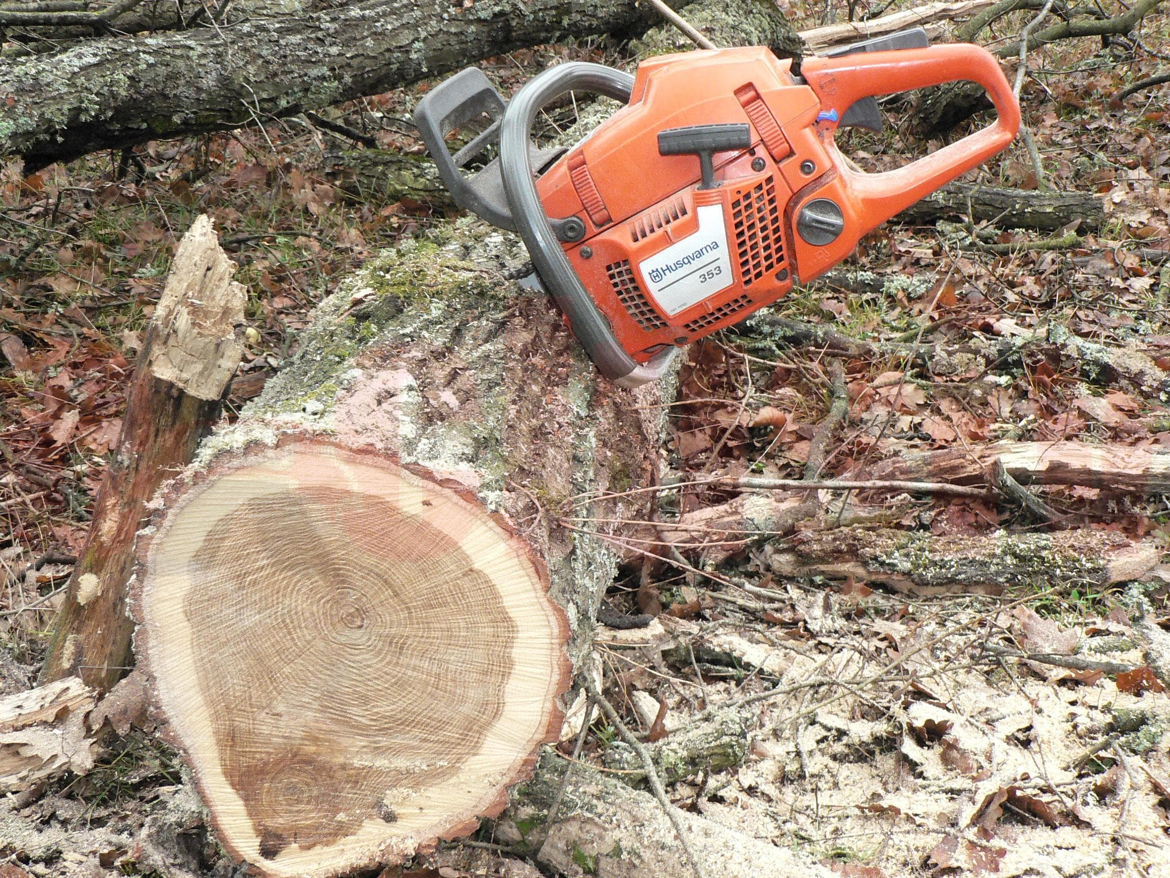 Tăieri ilicite de arbori, depistate în nordul țării