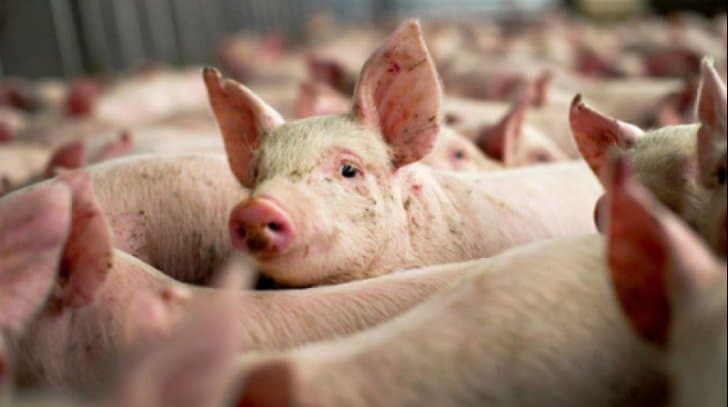 Porci crescuți după standarde europene: Guvernul schimbă regulile din ferme