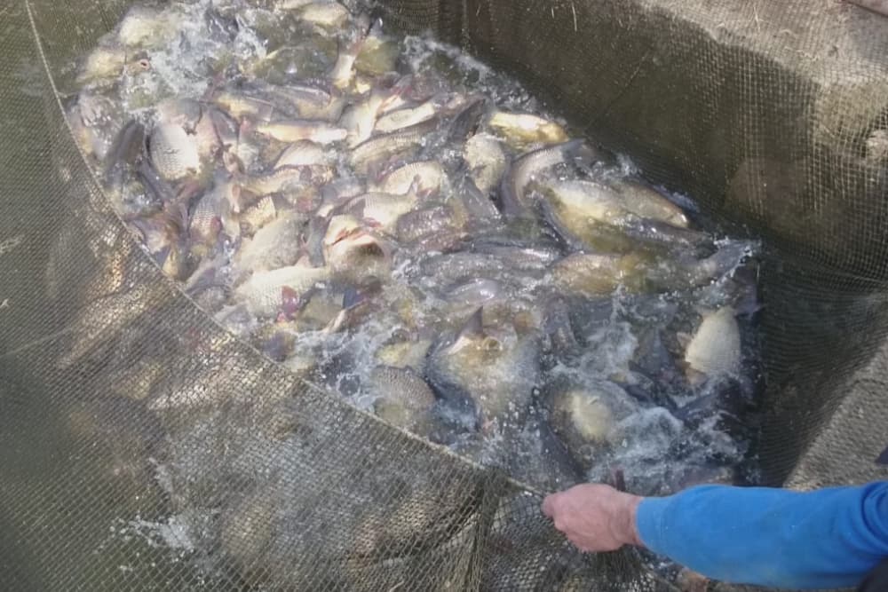 Râul Nistru va fi repopulat cu cinci tone de pește