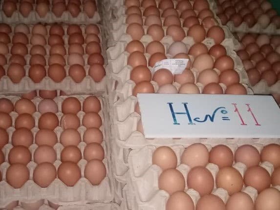 Un lot de ouă, infectat cu salmonella. ANSA vine cu recomandări / FOTO