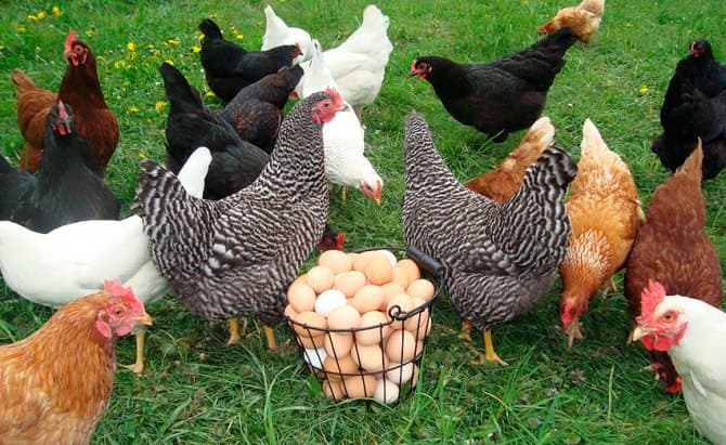 Ouăle de găină, un lux pentru moldoveni?