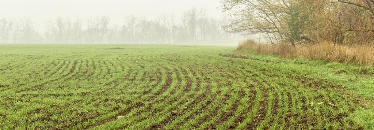 Culturile de toamnă se dezvoltă normal, indiferent de temperaturi