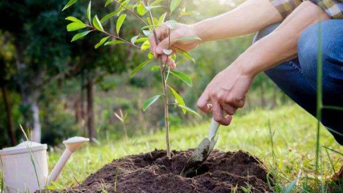 Forumul Național al Împăduririi: O nouă etapă în extinderea și reabilitarea pădurilor din Moldova