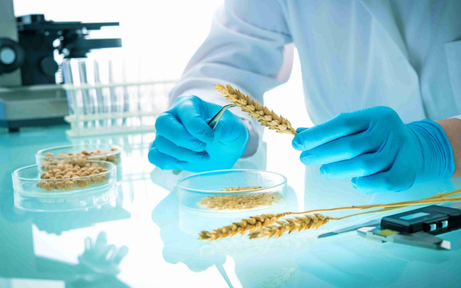 Fermă fără teren: Cum Singapore folosește tehnologia pentru a crește alimente în oraș