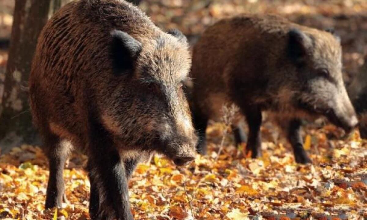Un nou caz de Pestă Porcină și unul de rabie