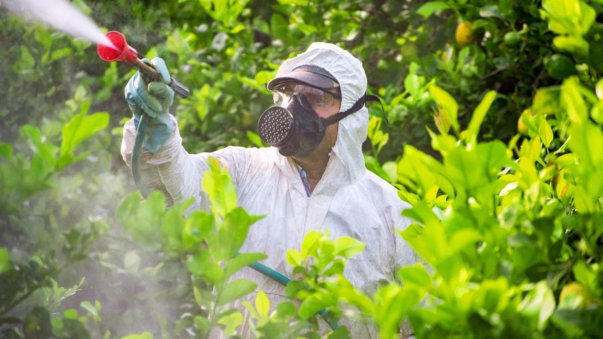 ANSA: Sub 10 la sută din fructele și legumele verificate în 2024 au avut depășiri de pesticide