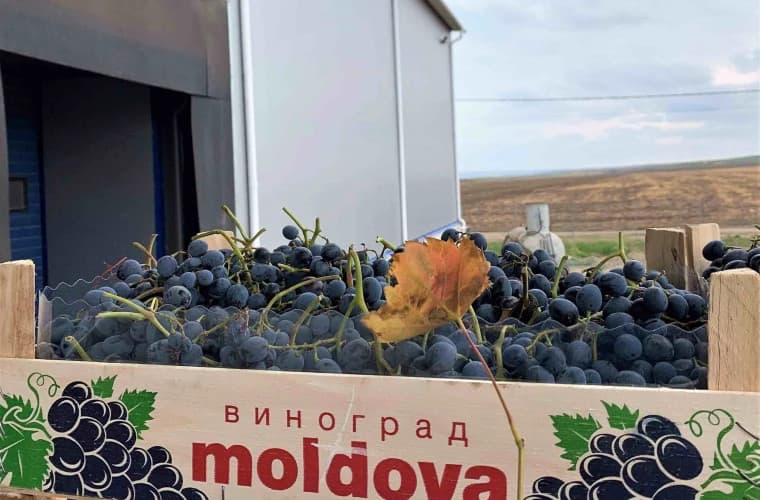 Recoltă bogată de struguri cu prețuri mici de comercializare