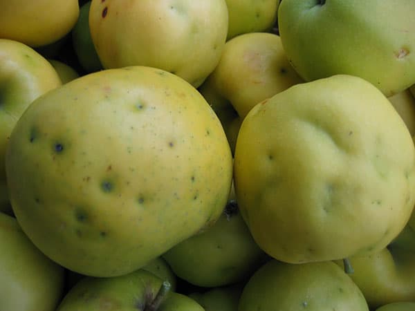 O nouă ipoteză privind cauza pătării frunzelor și a fructelor