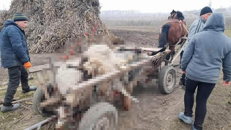 11 oi au fost sfâșiate de trei lupi în raionul Ungheni / VIDEO