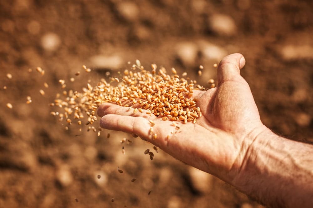 Cerințe noi privind calitatea și comercializarea semințelor de plante oleaginoase și fibre