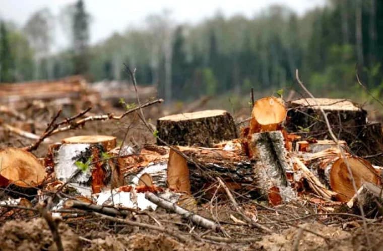 Guvernul a aprobat noi tarife pentru despăgubirile legate de distrugerile forestiere