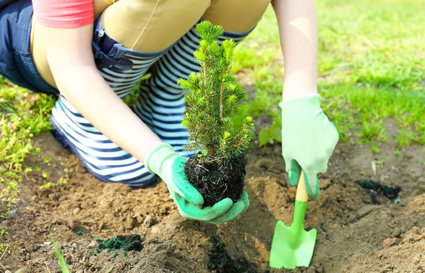 Cum găsim locul potrivit pentru plantat?