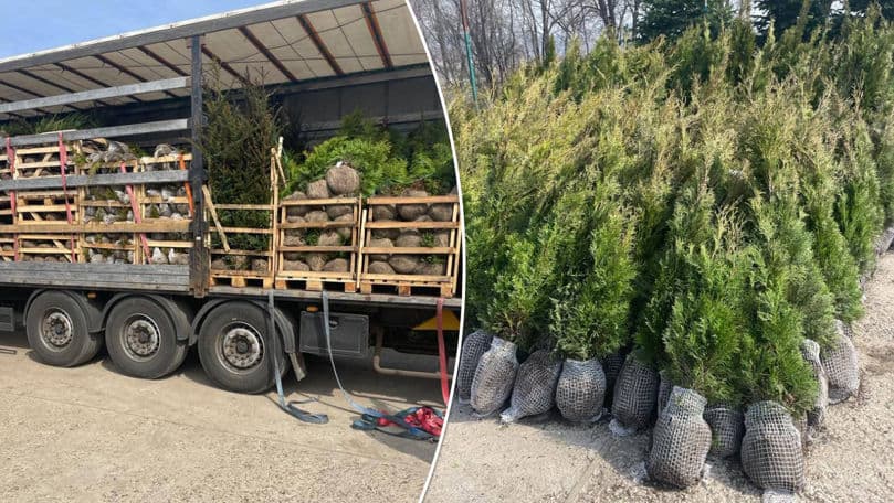 Contrabandă cu arbori coniferi și plante decorative / FOTO